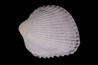 藏品(草莓鳥尾蛤)的圖片